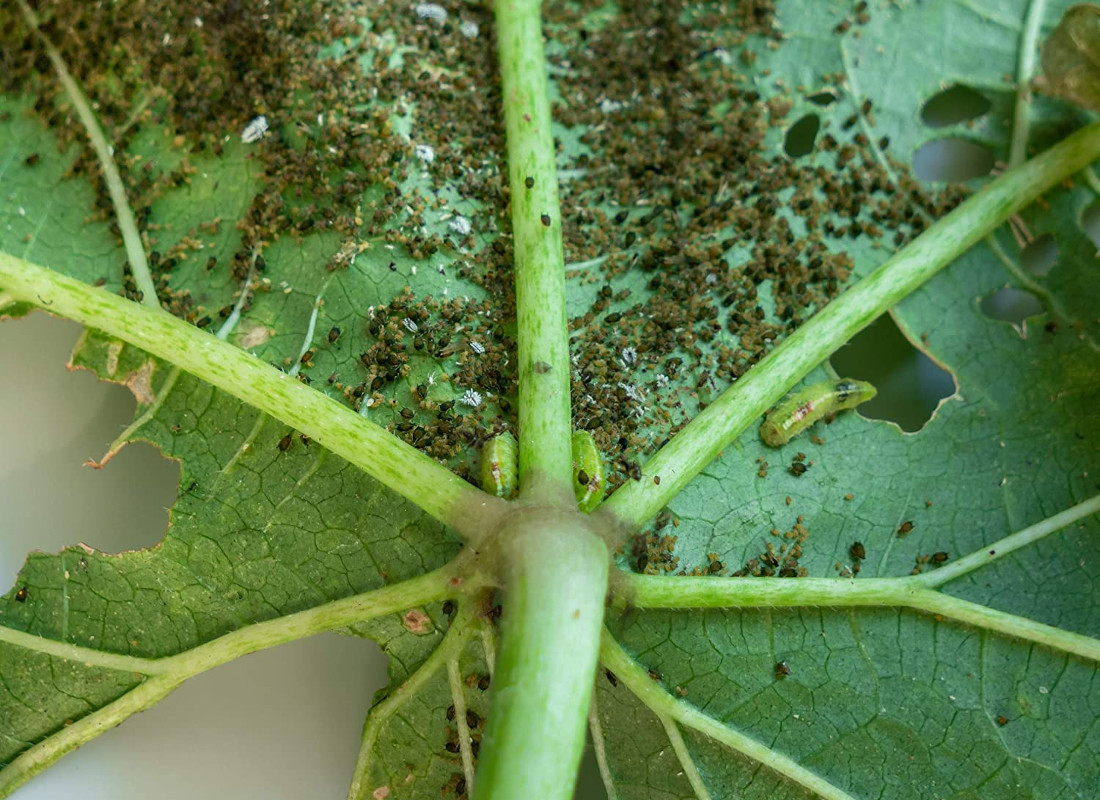 Insecticidas para plantas - La mejor selección del 2023