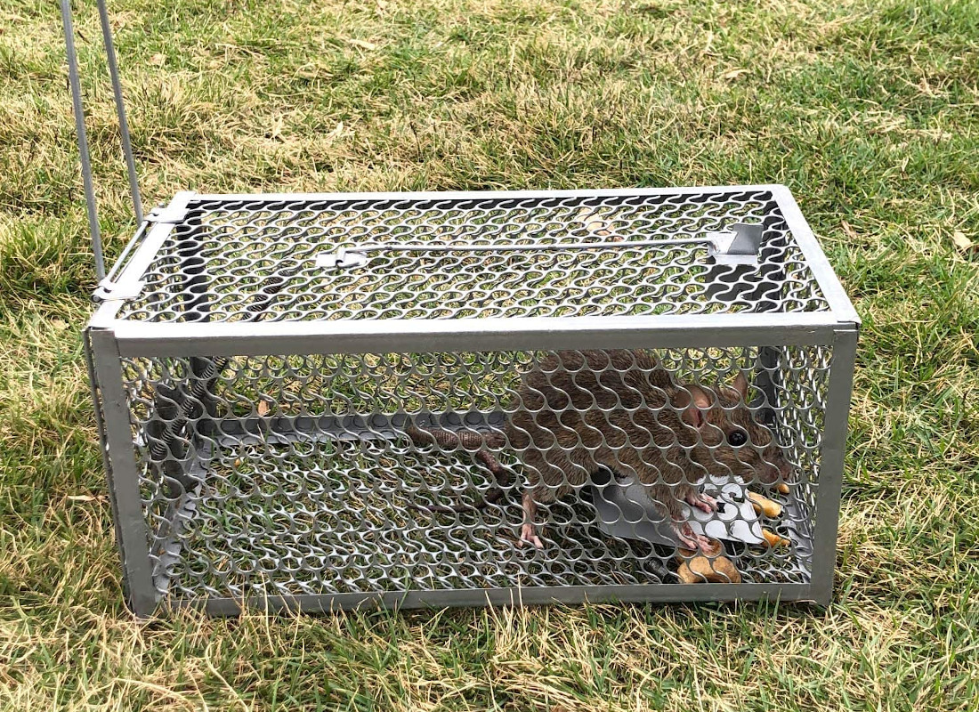 Trampas para atrapar ratones sin muerte - La mejor selección del 2023